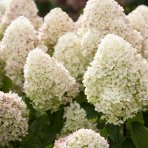 Hortenzia metlinatá (Hydrangea paniculata) ´LIVING SUGAR RUSH® by LIVING CREATIONS® - výška 100-120 cm, kont. C5L - NA KMIENKU